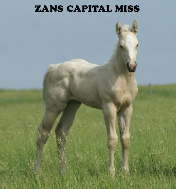 ZANS CAPITAL MISS